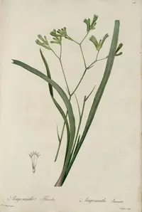 tall kangaroo paw