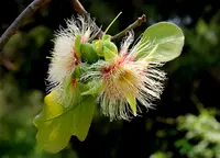 Wild Guava