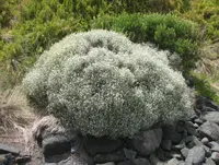cushion bush