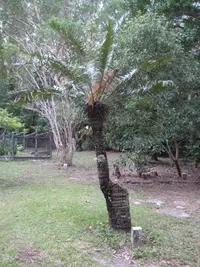 Cycas media