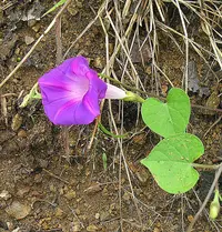 American morning glory