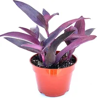 Plant in the pot