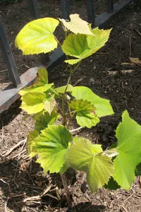 fox grape (Vitis labrusca) plant