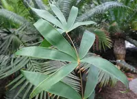Bamboo Cycad (Ceratozamia hildae) plant