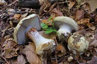 Cortinarius anserinus (Cortinarius anserinus) plant