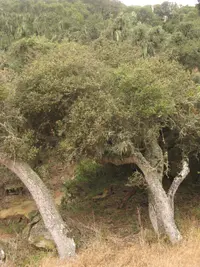 island live oak (Quercus tomentella) plant