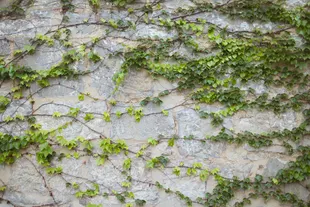 vines
