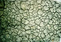 rimmed lichen