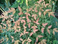 Nandina (Nandina domestica) plant