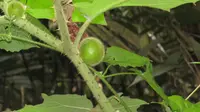 Indian nightshade