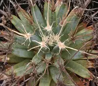 Agave cactus