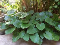 dwarf upright elephant ear (Englerarum hypnosum) plant