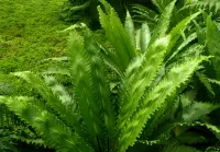 Asplenium antiquum