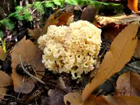 Cauliflower Fungus
