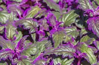 Purple Passion Plant (Gynura aurantiaca) plant