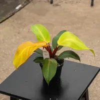Philodendron 'McColley's Finale' (Philodendron 'McColley's Finale') plant
