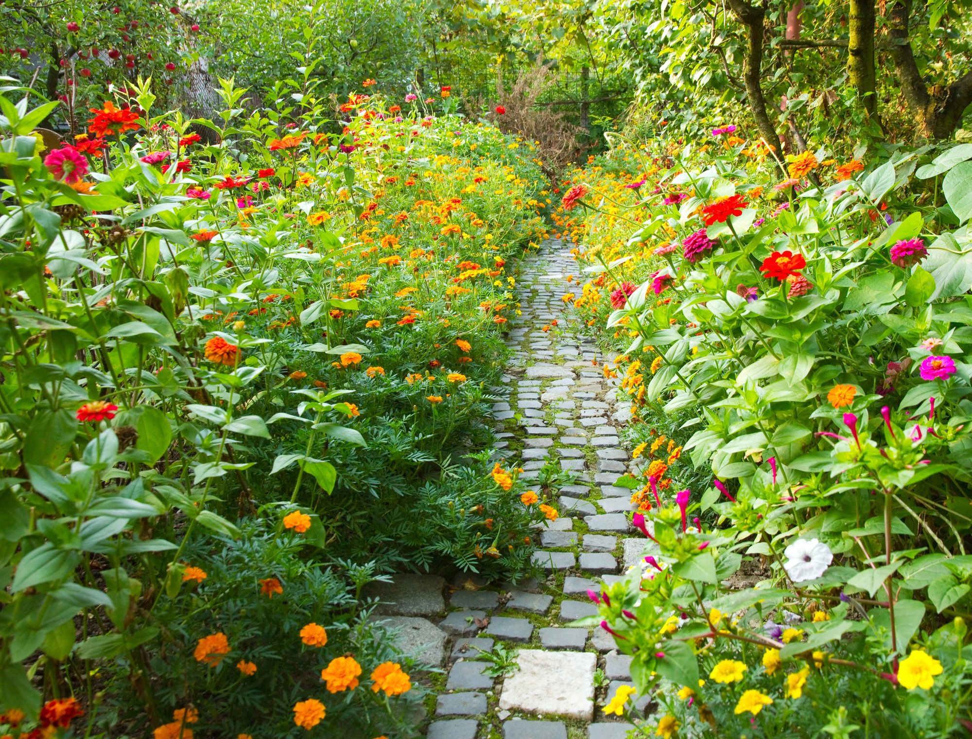 Garden Flowers