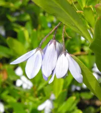 Bluebell creeper
