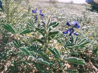 Lupinus digitatus (Lupinus digitatus) plant