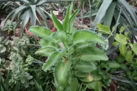 Kalanchoe daigremontiana