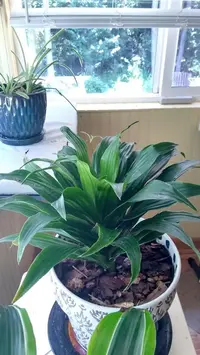 Dracaena