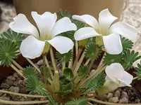 Oxalis palmifrons blooms