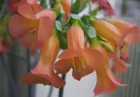 Chandelier plant