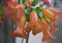 Chandelier plant (Kalanchoe delagoensis) plant