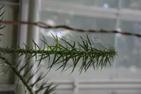 Taiwan-fir