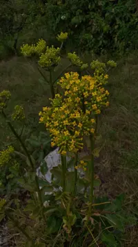 Kalanchoe densiflora