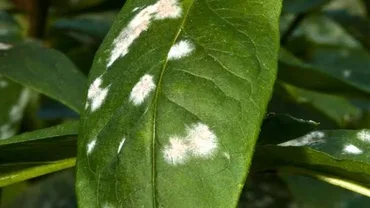 Powdery Mildew