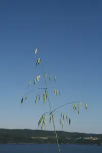 wild oat
