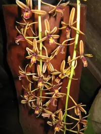 Finlayson's Cymbidium