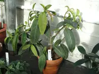 Drymonia conchocalyx
