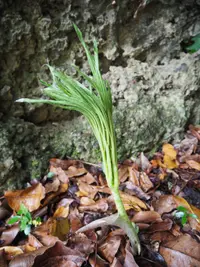 Amorphophallus henryi (Amorphophallus henryi) plant