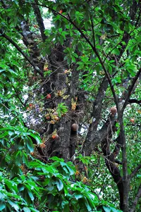 cannonball tree