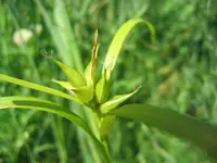 greater bladder sedge (Carex intumescens) plant