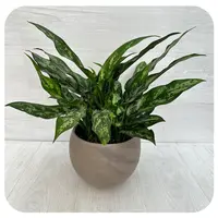 Aglaonema 'Emerald Beauty' leaves