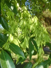 velvet ash (Fraxinus velutina) plant