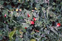 Winged Pea