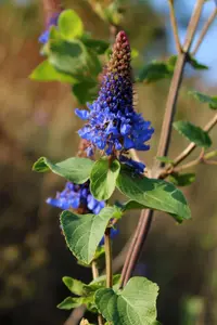 Large Hedgehog-Flower