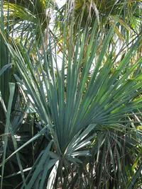 Savannah palm