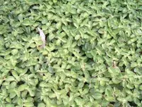 Creeping pilea