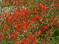 Anisacanthus quadrifidus var. wrightii plant