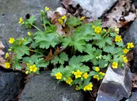 large barren strawberry (Waldsteinia geoides) plant
