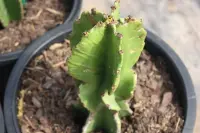 Euphorbia ingens