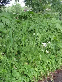 bald brome