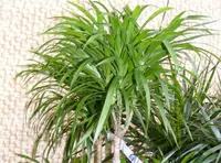 Song of India (Dracaena reflexa 'Anita') plant