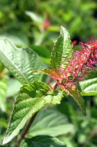 shrubby copperleaf