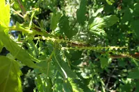 Wolf's currant (Ribes wolfii) plant